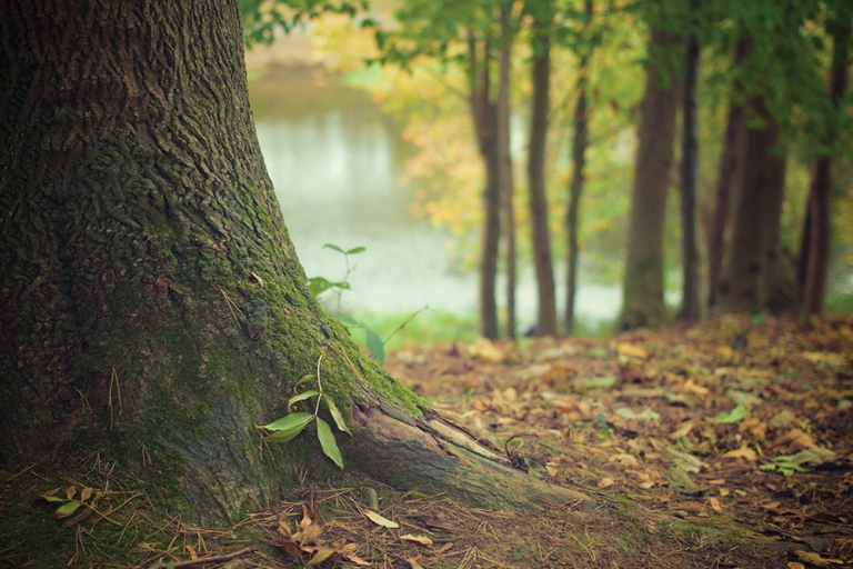 Clovery Woods of Rest