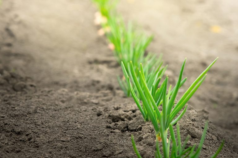 First shoots of recovery but challenges still lie ahead