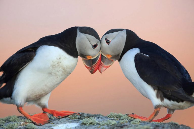 The search is on for Scotland’s business nature champions